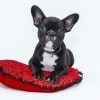 Top 5 Breeds with Low Exercise Requirements - Australian Pet Guide Top 5 Breeds with Low Exercise Requirements