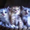 Why Cats Hate Water?