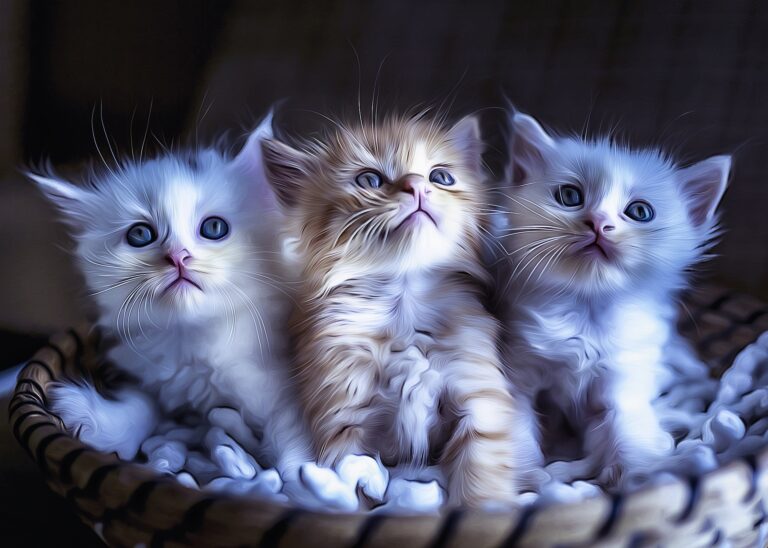 Why Cats Hate Water? Australian Cat Breeds