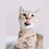 Why Does My Cat Lick Me? Exploring the Possible Reasons Behind This Common Feline Behavior - Australian Pet Guide Why Does My Cat Lick Me? Exploring the Possible Reasons Behind This Common Feline Behavior