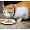Why Won't My Cat Eat? Understanding the Reasons Behind - Australian Pet Guide Why Won’t My Cat Eat? Understanding the Reasons Behind