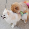 Understanding Sexual Behavior in Dogs Signs and Control Measures