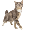 Understanding the Behaviors of Cats in Heat