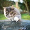 Why Cats Hate Water Exploring the Evolutionary and Biological Reasons Behind Feline Aversion to Water