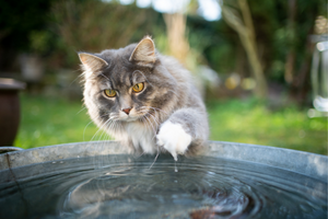 Cats Hate Water