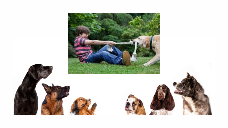 whne and how to play with my dog