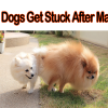 Why Dogs Get Stuck After Mating?