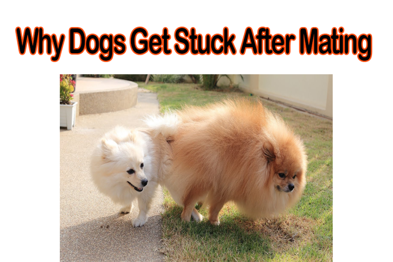 Why Dogs Get Stuck After Mating? Australian Cat Breeds