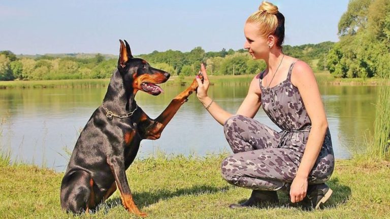 7 FACTS About DOGS That Will Surprise You! Discover Them!