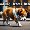 How Dog Breeds React to Robbers Compilation