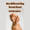 How Different Dog Breeds React to Intruders - Australian Pet Guide How Different Dog Breeds React to Intruders