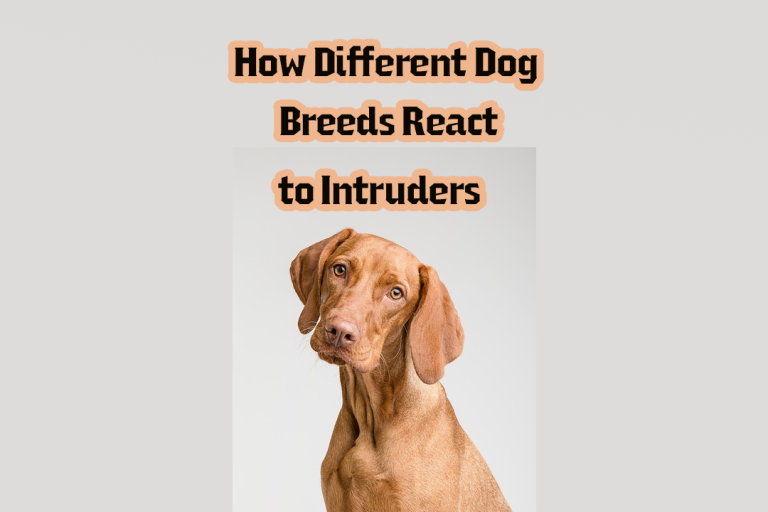How Different Dog Breeds React to Intruders Australian Cat Breeds