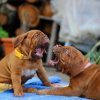 What to do with a dog that kills animals?