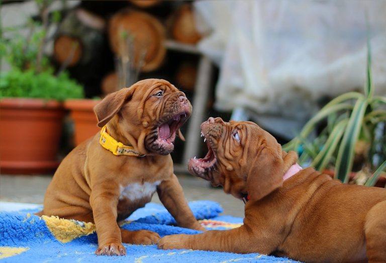 What to do with a dog that kills animals? Australian Cat Breeds