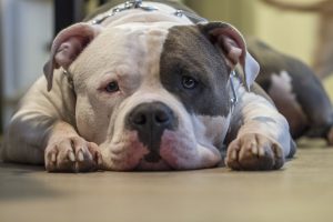 end the killing and torture of dogs? end the killing and torture of dogs?