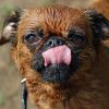 7 facts about dogs