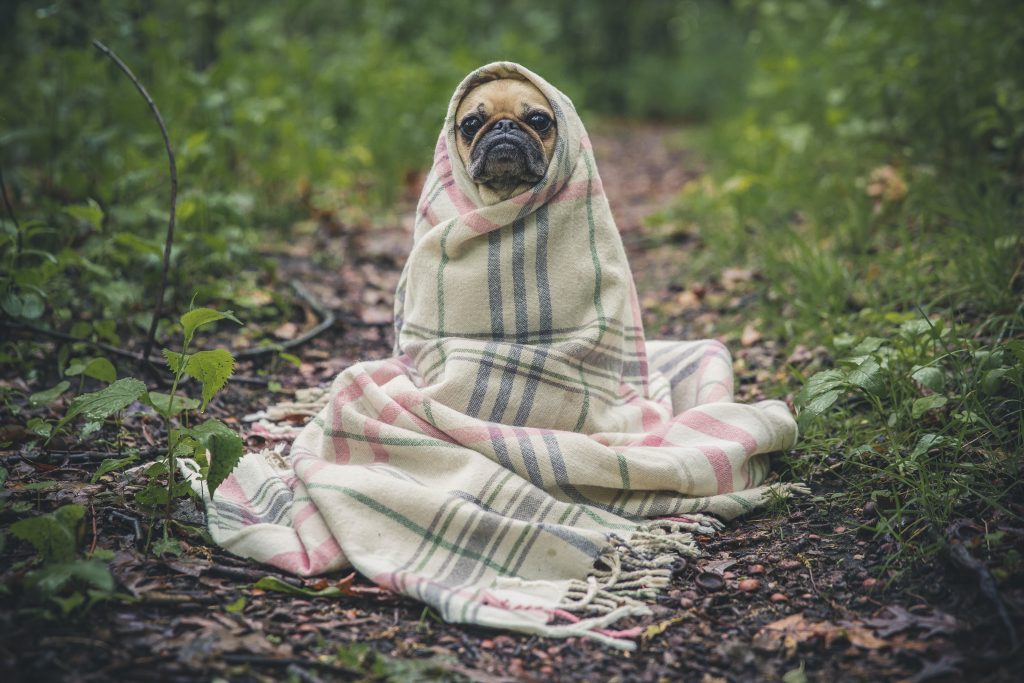 Dog Virus In Oregon 2023
