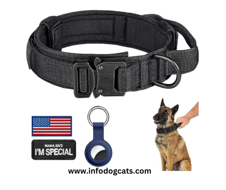 Top 5 DAGANXI Tactical Dog Collar Reviews Australian Cat Breeds