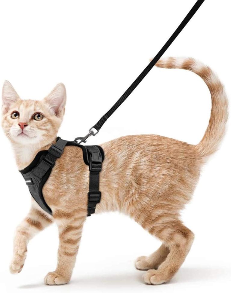 Reviews of the Rabbitgoo Cat Harness 2024 Australian Cat Breeds