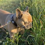 why dog eats grass