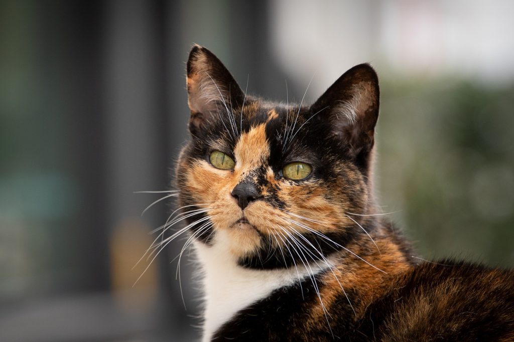 The Science of Why Do Cats Purr ? A Mysterious Sound of Self-Healing - Australian Pet Guide Cats Purring