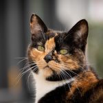 Cats Purring