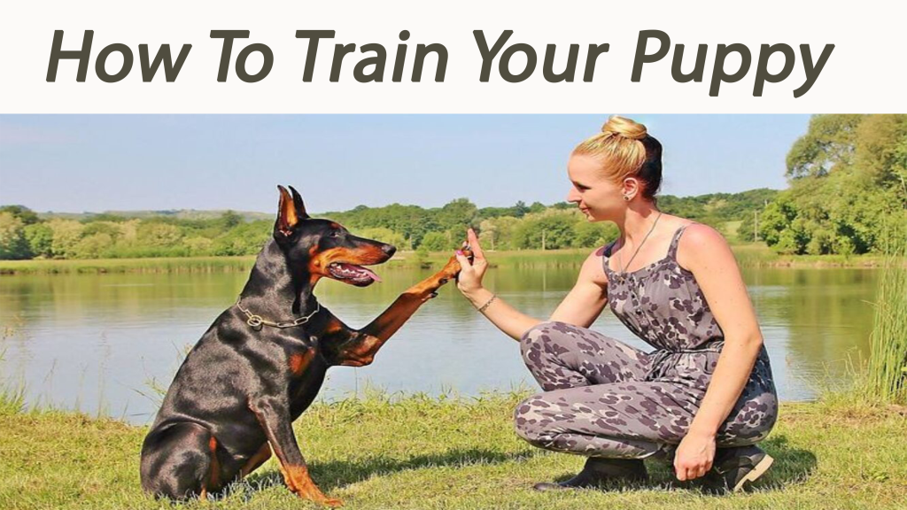 Outline for How To Train Your Puppy - Australian Pet Guide How To Train Your Puppy