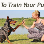 How To Train Your Puppy