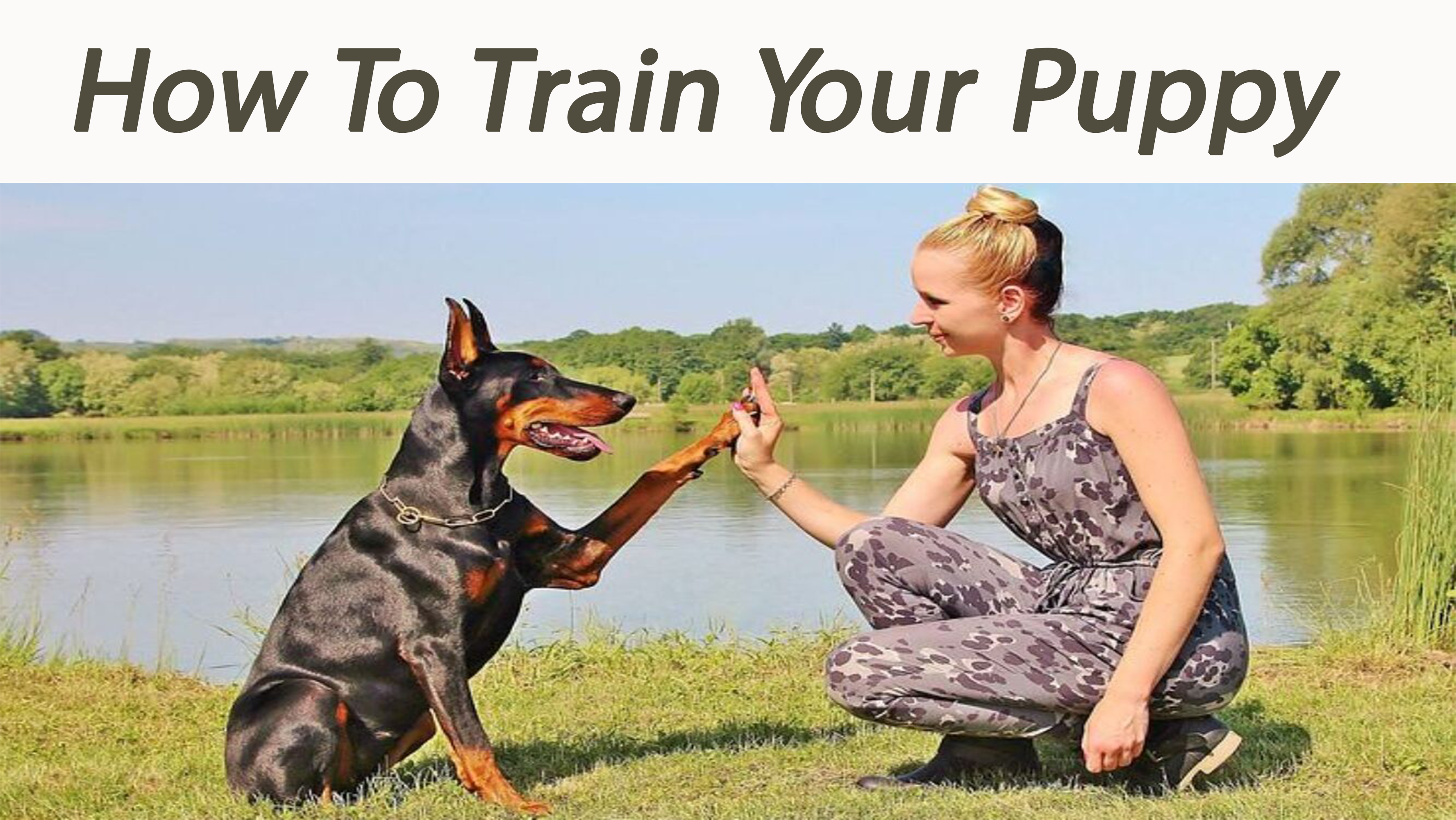 How To Train Your Puppy