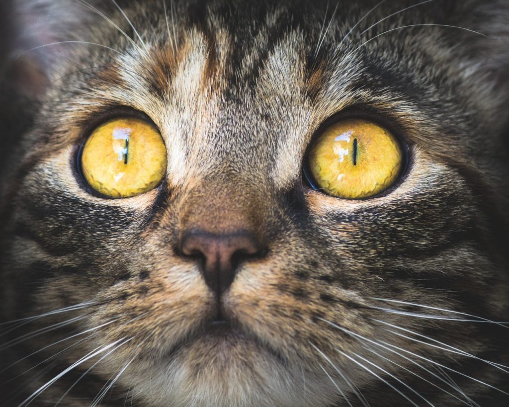 Why Do Cats Scream When Mating? - Australian Pet Guide Why Do Cats Scream When Mating?