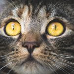 Why Do Cats Scream When Mating?