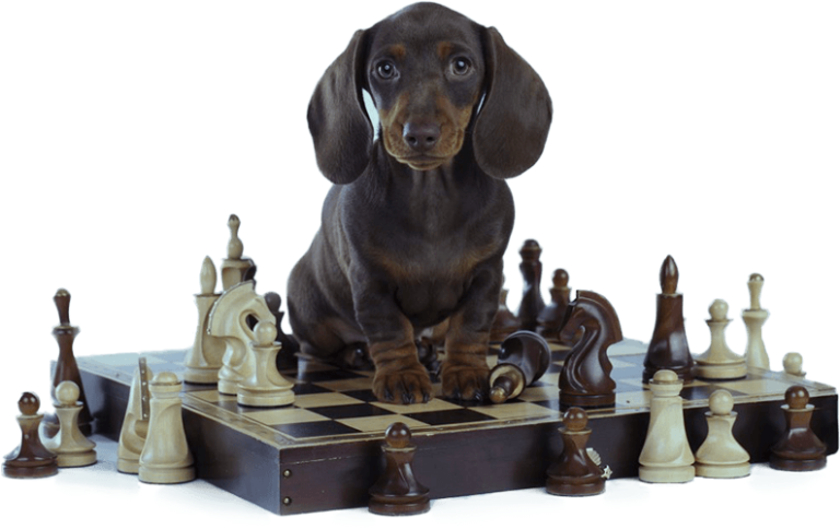 brain training for dogs