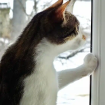 Why Is My Cat Scratching At The Window