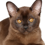 burmese cat