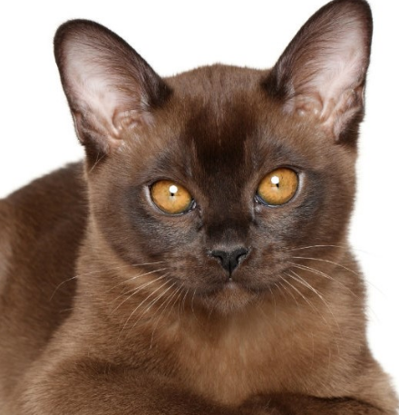 burmese cat