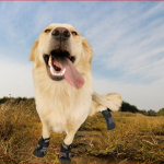 Dog Shoes, Paw Protector, Waterproof
