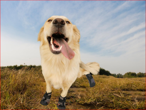 Dog Shoes, Paw Protector, Waterproof