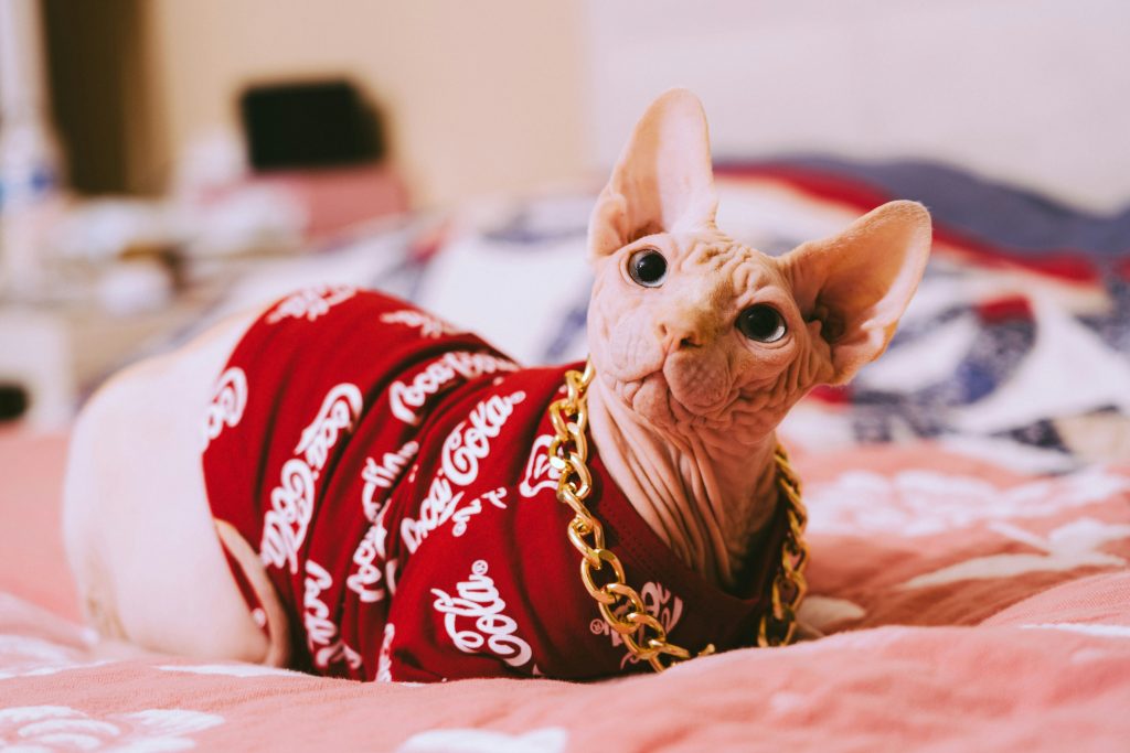 Hairless Cat