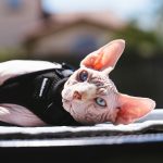 Why Are Sphynx Cats So Warm