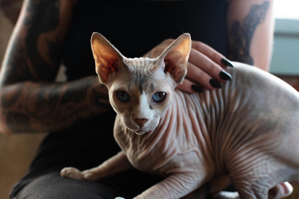 Hairless Cats