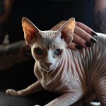Hairless Cats