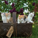 puppy cat