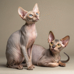 Why Are Sphynx Cats Ugly? An In-Depth Exploration - Australian Pet Guide Why Are Sphynx Cats Ugly