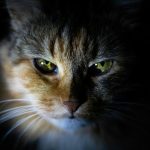 Kinds of Cats