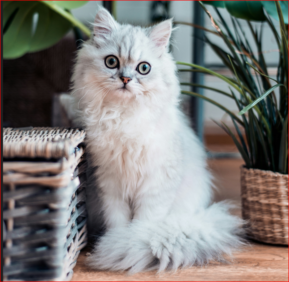 white kitten