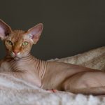 why are sphynx cats so vocal