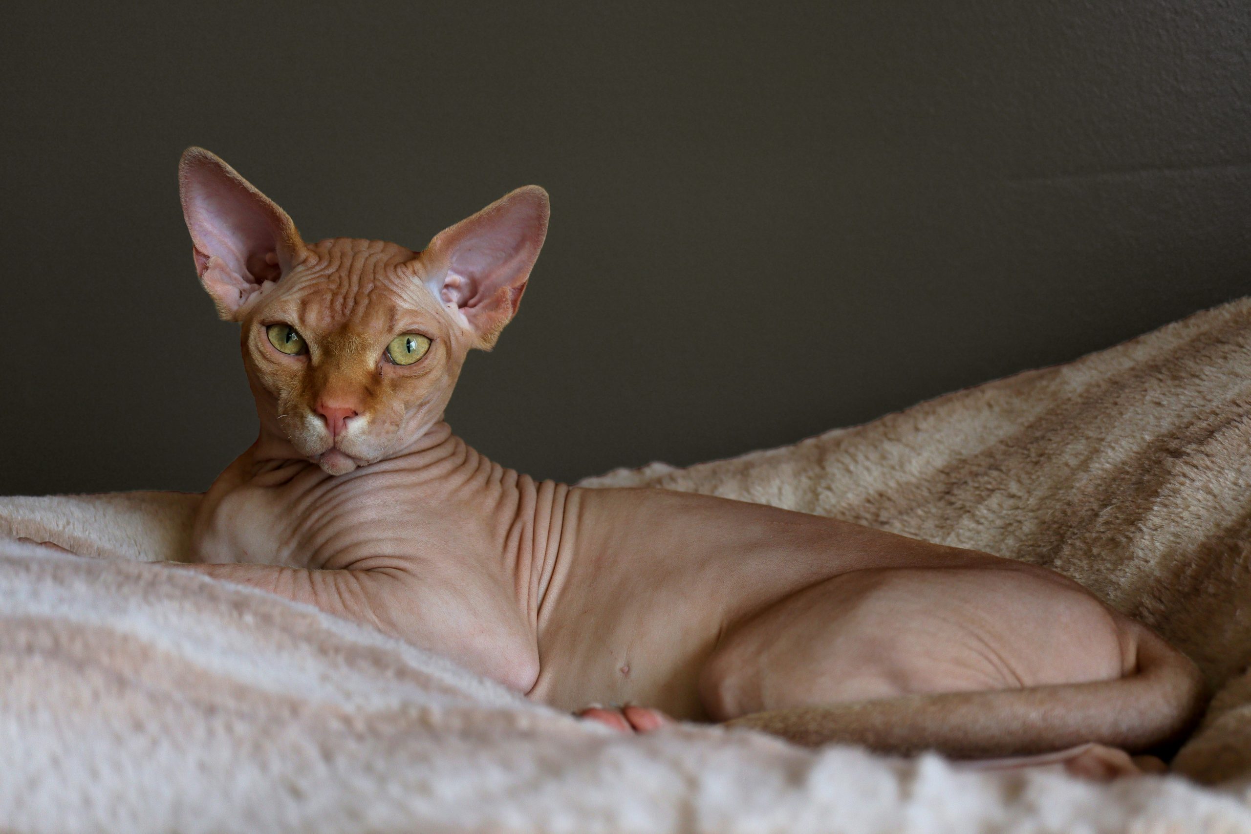 why are sphynx cats so vocal