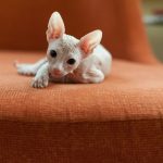 Why Do You Have to Bathe Hairless Cats? - Australian Pet Guide why do you have to bathe hairless cats