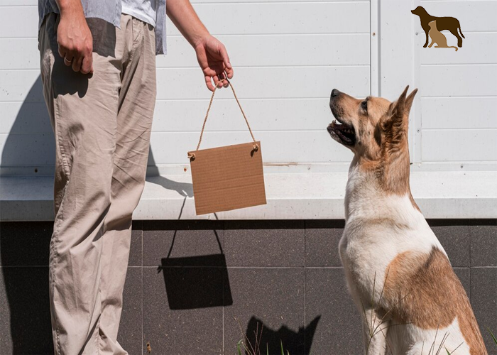 10 Amazing Benefits of a Dog Door for Cats