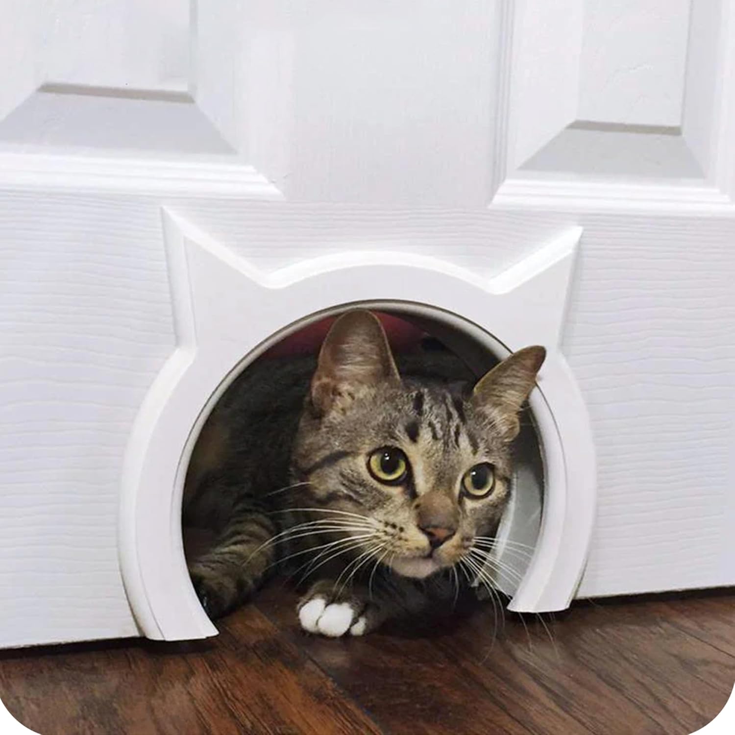 Cat Door